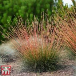 Festuca 'Sunrise' -Flourish Flora fest sun6