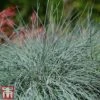 Festuca 'Intense Blue'