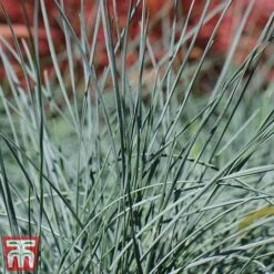 Festuca 'Intense Blue' -Flourish Flora fest3