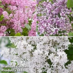 Syringa Flowerfesta® Collection -Flourish Flora fftio1