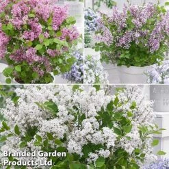 Syringa Flowerfesta® Collection -Flourish Flora fftio2
