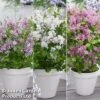 Syringa Flowerfesta® Collection