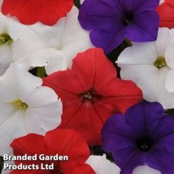 Petunia 'Easy Wave Union Jack Mix' -Flourish Flora flag2