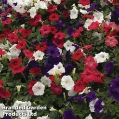 Petunia 'Easy Wave Union Jack Mix' -Flourish Flora flag3