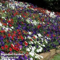Petunia 'Easy Wave Union Jack Mix' -Flourish Flora flag5