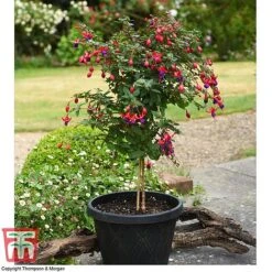 Featured Products -Flourish Flora fuch ang b