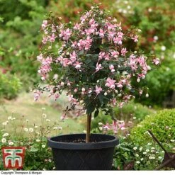 Fuchsia 'Elma' (Hardy) (Standard) -Flourish Flora fuch elm b