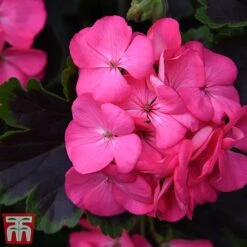 Geranium 'Tall Dark & Handsome Hot Pink' -Flourish Flora gera41