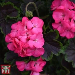 Geranium 'Tall Dark & Handsome Hot Pink' -Flourish Flora gera5