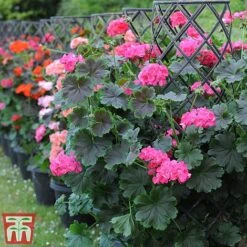 Geranium 'Tall Dark & Handsome Hot Pink' -Flourish Flora gera6
