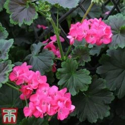 Geranium 'Tall Dark & Handsome Hot Pink' -Flourish Flora gera7