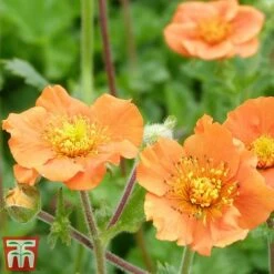 Geum Coccineum 'Cooky' -Flourish Flora geum cook2