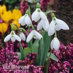 Woodland Garden Saver Collection -Flourish Flora giantvm