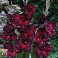 Gladioli 'Glamour' Collection 9 Gladioli 'Glamour' Collection -Flourish Flora gladiolus p94356 c