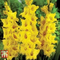 Gladioli 'Glamour' Collection 8 Gladioli 'Glamour' Collection -Flourish Flora gladiolus p94356 e