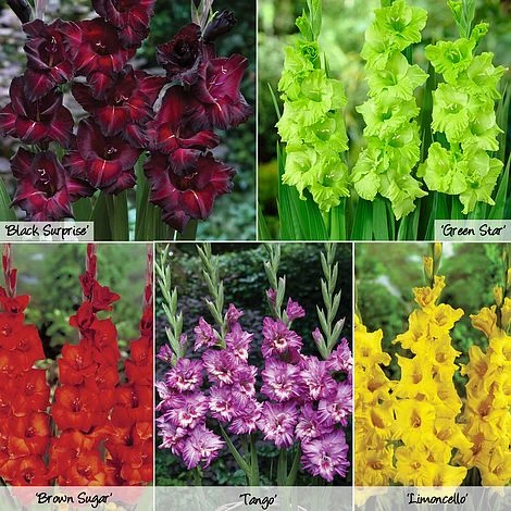 Gladioli 'Glamour' Collection 1 Gladioli 'Glamour' Collection