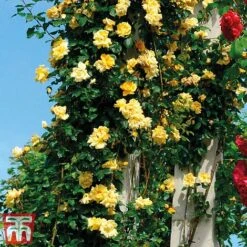 Rose 'Golden Showers' (Climbing) -Flourish Flora golden