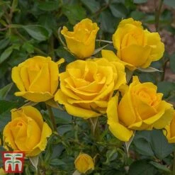 Rose 'Grandma's Rose' (Floribunda Rose) -Flourish Flora gran2