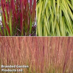 Summer Grass Trio -Flourish Flora grass trio3