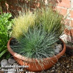 Nurserymans Choice Grass Collection -Flourish Flora grass21