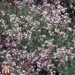 Perennial Saver Collection -Flourish Flora gypsophila rosea1