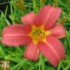 Hemerocallis 'Pink Damask'
