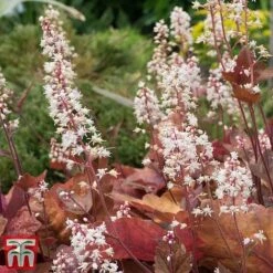 Heuchera 'Caramel' -Flourish Flora heuchera caramel2