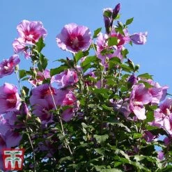 Hibiscus Syriacus 'Purple Pillar' -Flourish Flora hibi