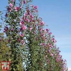 Hibiscus Syriacus 'Purple Pillar' -Flourish Flora hibis