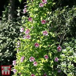 Hibiscus Syriacus 'Purple Pillar' -Flourish Flora hibs
