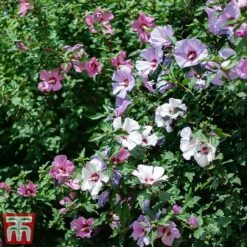 Hibiscus 'Tricolour' -Flourish Flora hibs2