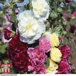 Perennial Saver Collection -Flourish Flora hollyhock chatersmixed2