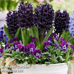 Front Page -Flourish Flora hyac1