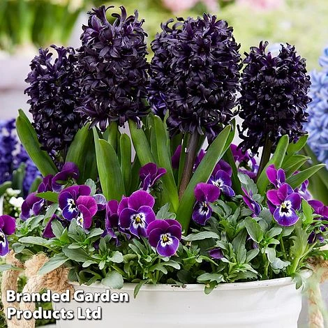 Bulb Spring Saver Collection 3 Bulb Spring Saver Collection - Image 3