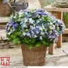 Hydrangea Macrophylla 'Lady Mata Hari Blue' (Royalty Collection)