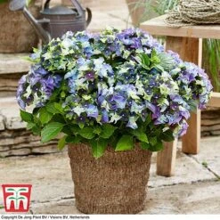 Hydrangea Macrophylla 'Lady Mata Hari Duo' (Royalty Collection) -Flourish Flora hyd blue T1