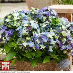 Hydrangea Macrophylla 'Lady Mata Hari Blue' (Royalty Collection) -Flourish Flora hyd blue T2