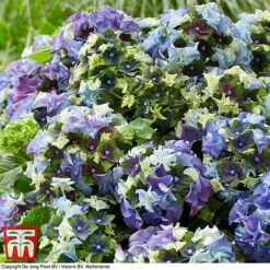 Hydrangea Macrophylla 'Lady Mata Hari Blue' (Royalty Collection) -Flourish Flora hyd blue T3