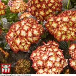 Hydrangea Macrophylla 'Light My Fire' -Flourish Flora hyd light T3