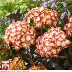 Hydrangea Macrophylla 'Light My Fire' -Flourish Flora hyd light T4