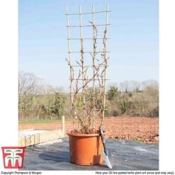 Hydrangea Petiolaris -Flourish Flora hyd pet1