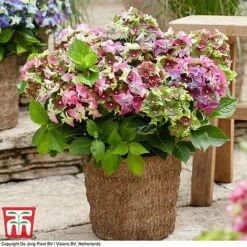 Hydrangea Macrophylla 'Lady Mata Hari Duo' (Royalty Collection) -Flourish Flora hyd pink T