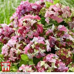 Hydrangea Macrophylla 'Lady Mata Hari Pink' (Royalty Collection) -Flourish Flora hyd pink T4