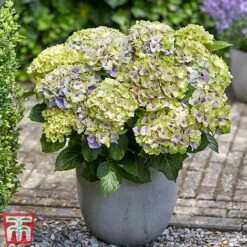 Hydrangea Macrophylla 'Magical Jewel' -Flourish Flora hydr22