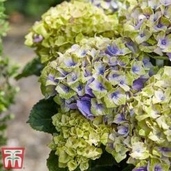 Hydrangea Macrophylla 'Magical Jewel' -Flourish Flora hydr31