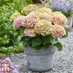 Hydrangea Macrophylla 'Magical Jewel' -Flourish Flora hydr6
