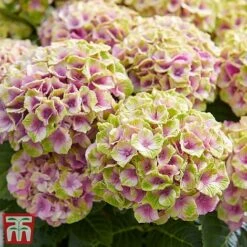 Hydrangea Macrophylla 'Magical Jewel' -Flourish Flora hydr7
