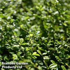 Ilex Crenata 'Dark Green' -Flourish Flora ilexdarkgreen