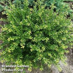 Ilex Crenata 'Glorie Dwarf' -Flourish Flora ilexglorie
