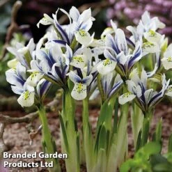 Bulb Bumper Collection -Flourish Flora iris eye